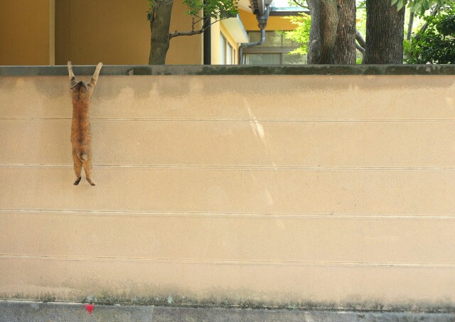 f:id:tukkoman:20180427113655j:image f:id:tukkoman:20180427113655j:image