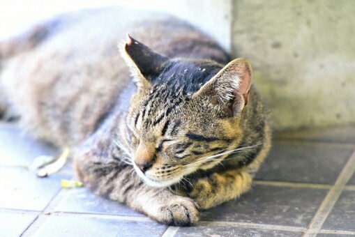 f:id:tukkoman:20180514210811j:image