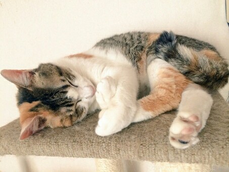 f:id:tukkoman:20180710120955j:image f:id:tukkoman:20180710120955j:image