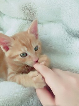 f:id:tukkoman:20180715120819j:image