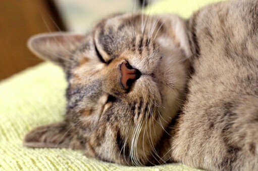 f:id:tukkoman:20181112182319j:image f:id:tukkoman:20181112182319j:image