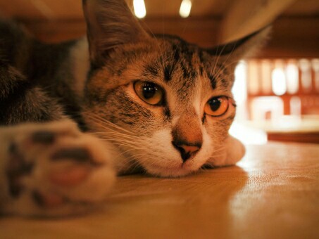 f:id:tukkoman:20181127081631j:image