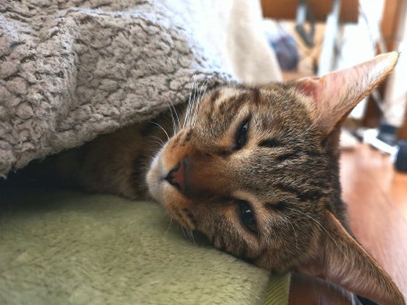 f:id:tukkoman:20190528084010j:image