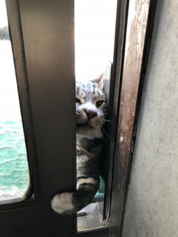 f:id:tukkoman:20190921093612j:image