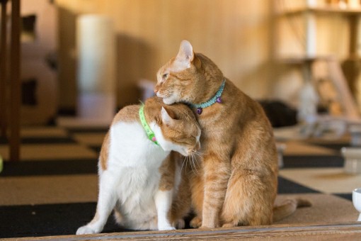 猫の甘えは至福 可愛い猫動画をランキングで集めました ただ癒されてください のムのム 自然体つぶやきブログ 猫の甘えは至福 可愛い猫動画をランキングで集めました ただ癒されてください のムのム 自然体つぶやきブログ