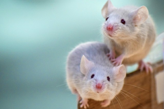 f:id:tukkoman:20191227055547j:image f:id:tukkoman:20191227055547j:image