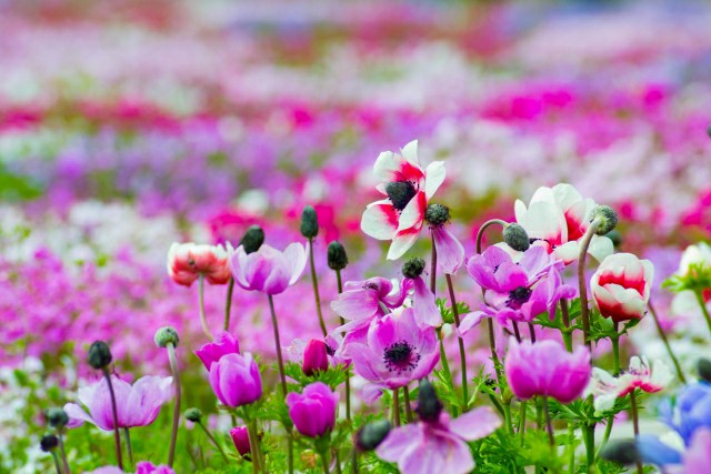 f:id:tukkoman:20200227060601j:image