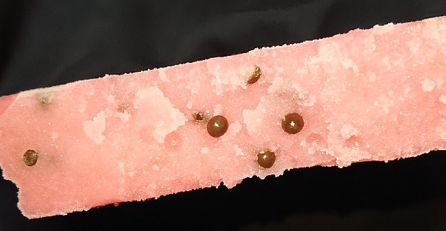 f:id:tukkoman:20220504222111j:image f:id:tukkoman:20220504222111j:image