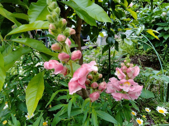 f:id:tukushi70:20260503100126j:image f:id:tukushi70:20260503100126j:image