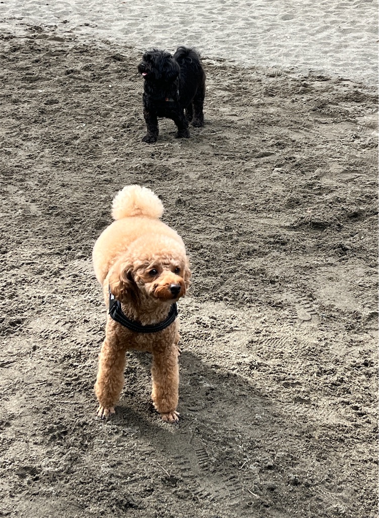 f:id:tulip-sky:20251012170816j:image