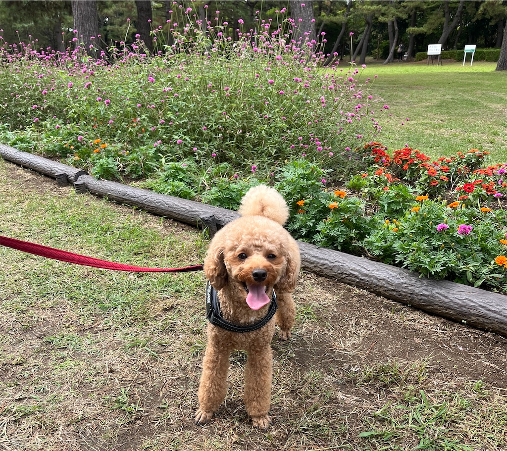 f:id:tulip-sky:20251012170851j:image