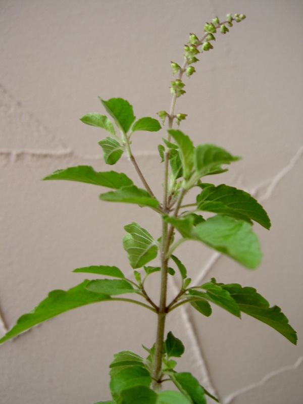 f:id:tulsijapan:20100729104823j:plain f:id:tulsijapan:20100729104823j:plain