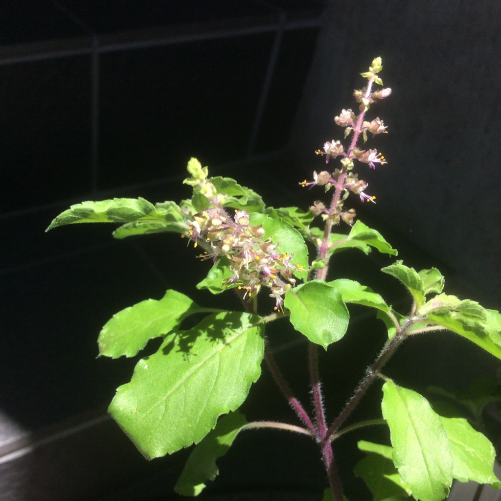 f:id:tulsijapan:20150722101837j:plain f:id:tulsijapan:20150722101837j:plain