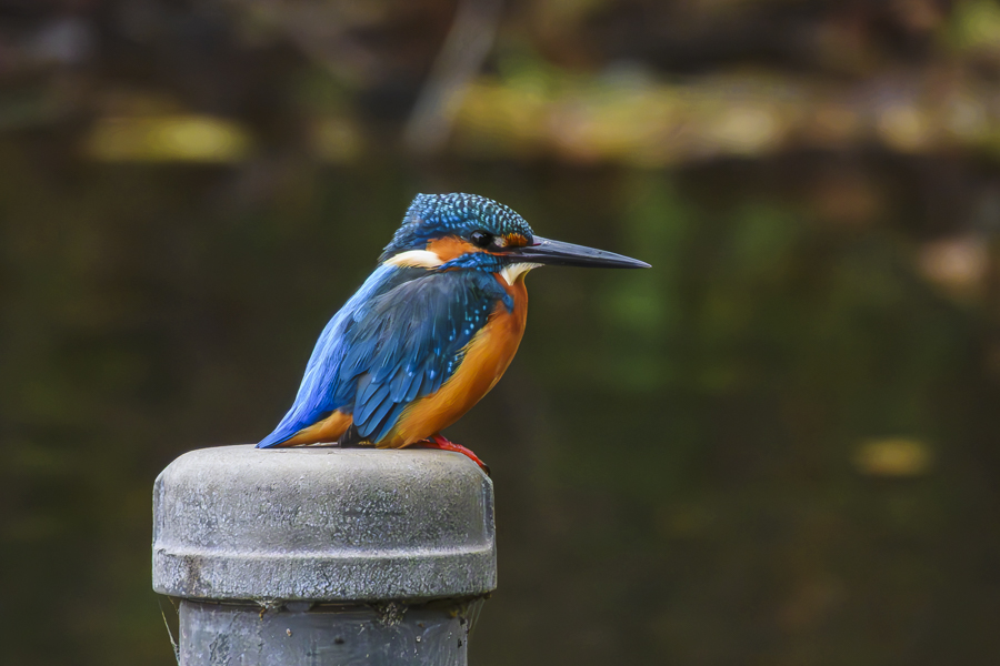 ツマミヤガラス善井野鳥蝶_0056<アオゲラ_善福寺公園 ほか