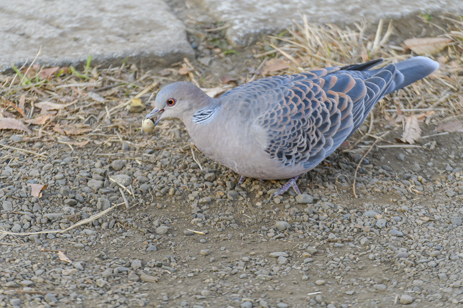 キジバト_善福寺公園