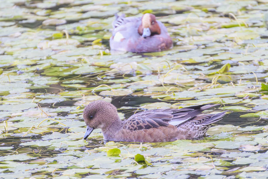 ヒドリガモ・メス_善福寺公園