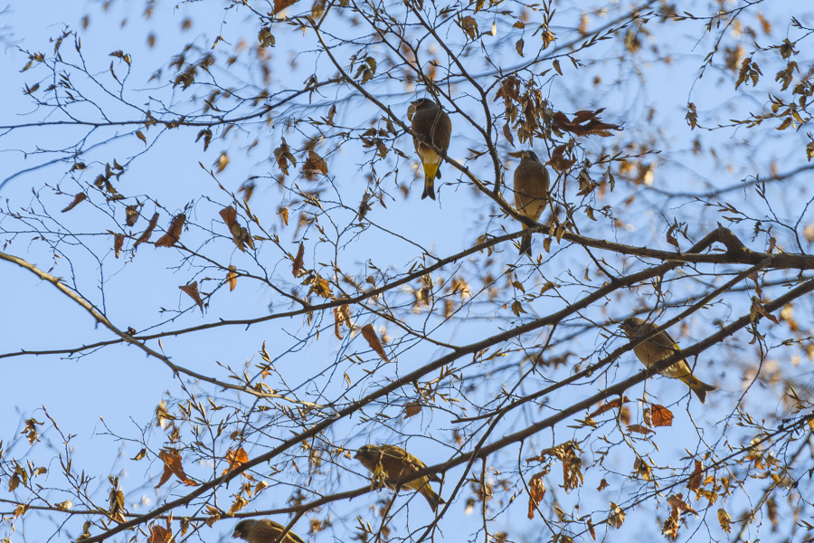 カワラヒワの群れ_井の頭公園