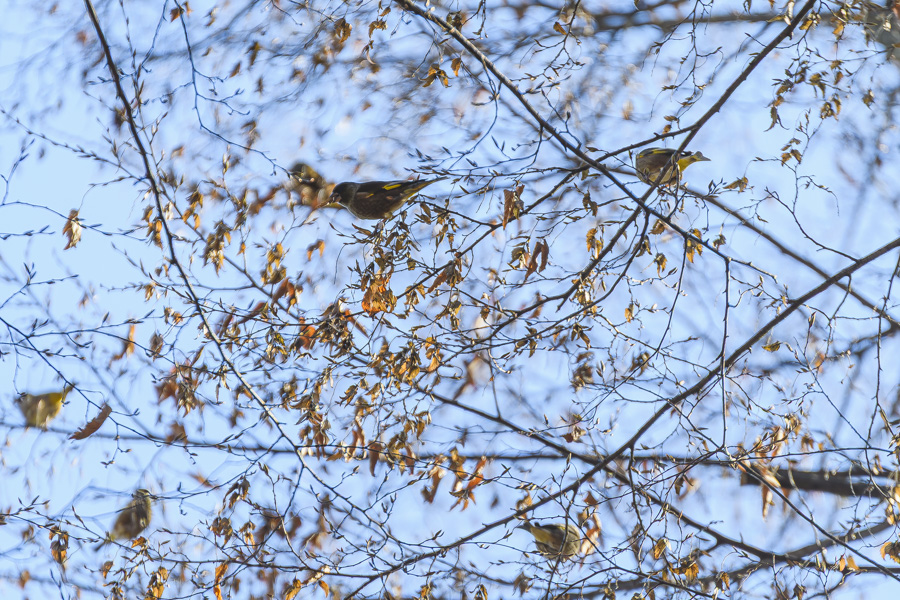 カワラヒワの群れ_井の頭公園