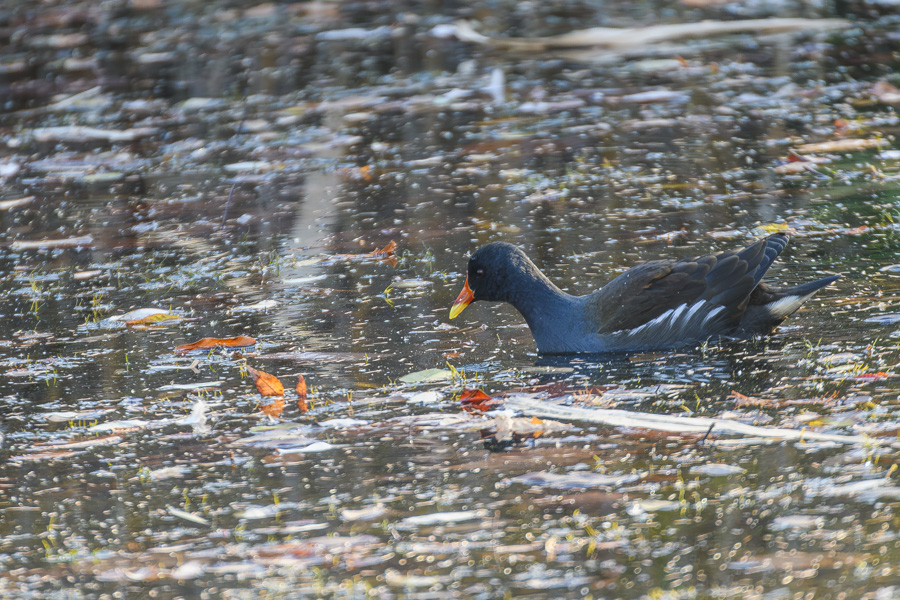 バン_善福寺公園