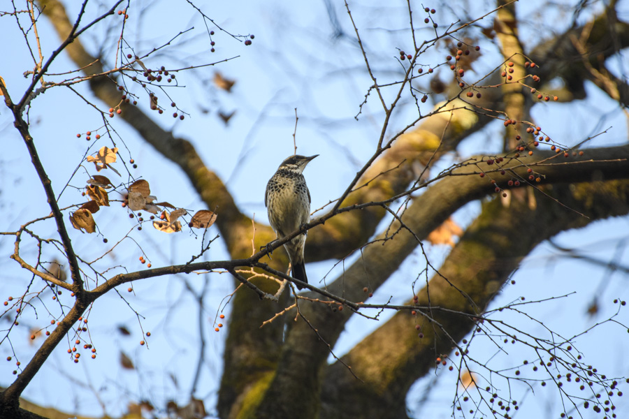 ツグミ_善福寺公園