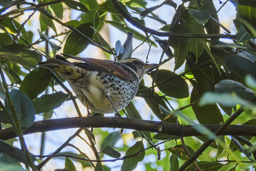 ツグミ_善福寺公園