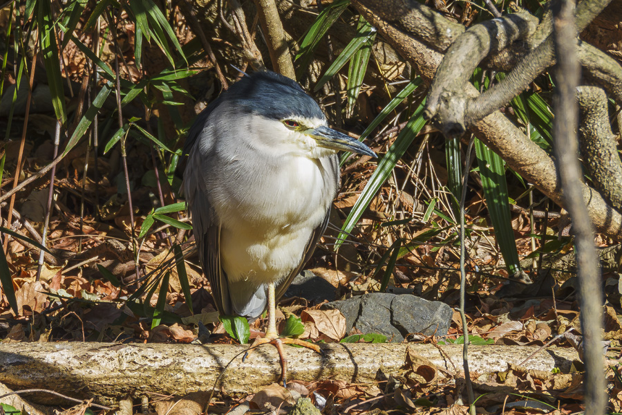 ゴイサギ_善福寺公園