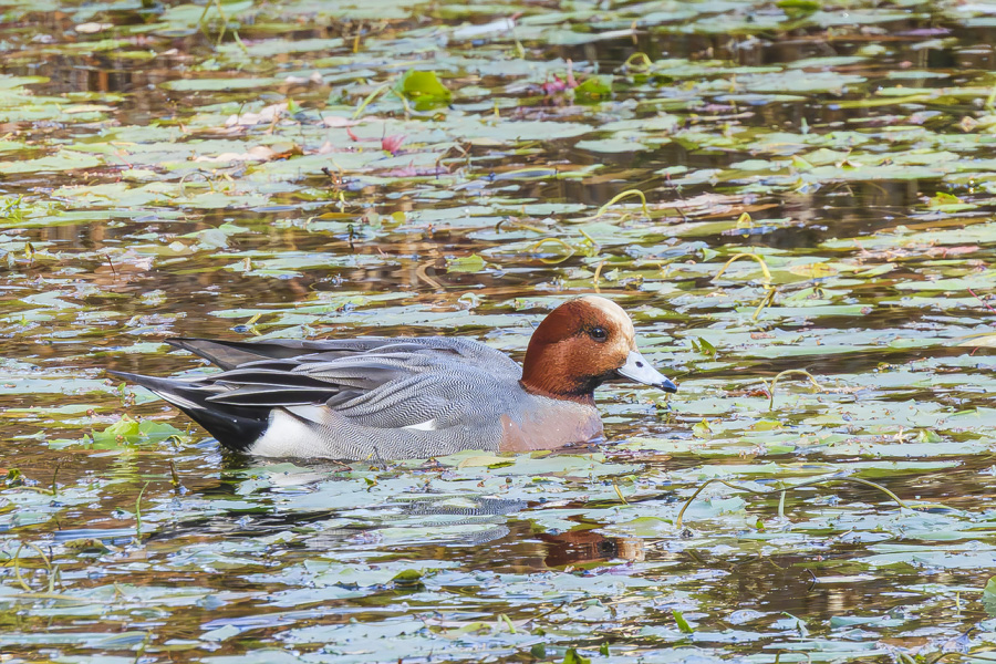 ヒドリガモ・オス_善福寺公園