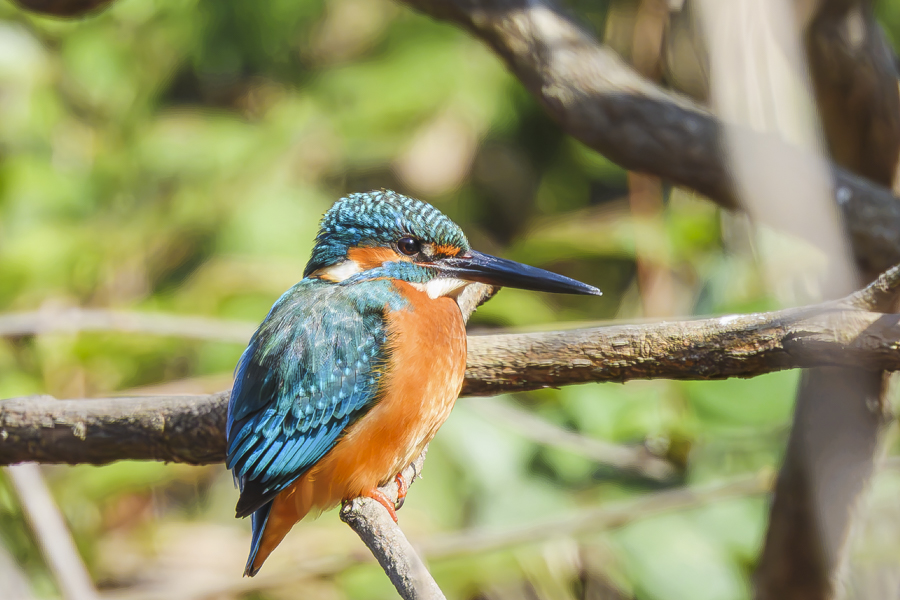 カワセミ・オス_善福寺公園