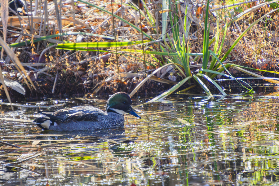 ヨシガモ・オス<エクリプス>_善福寺公園