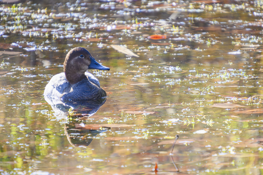 ホシハジロ・メス_善福寺公園