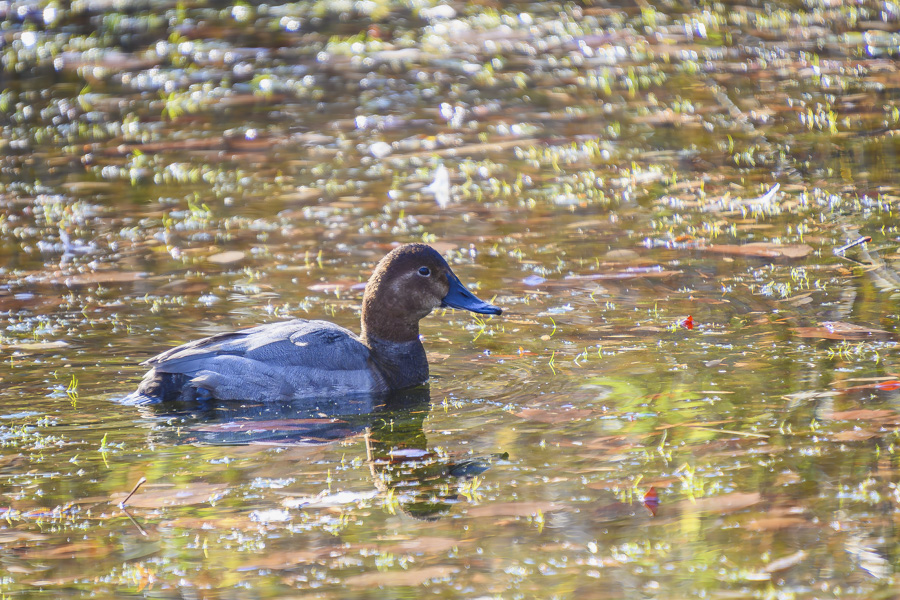 ホシハジロ・メス_善福寺公園