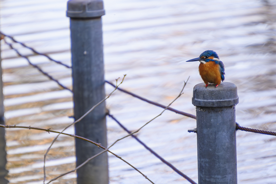 カワセミ_善福寺公園
