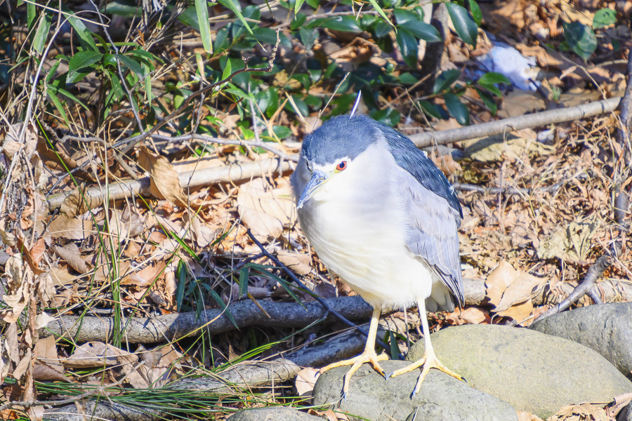 ゴイサギ_善福寺公園