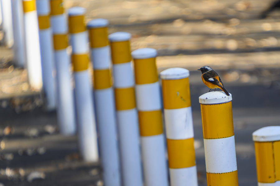 ジョウビタキ・オス_善福寺公園