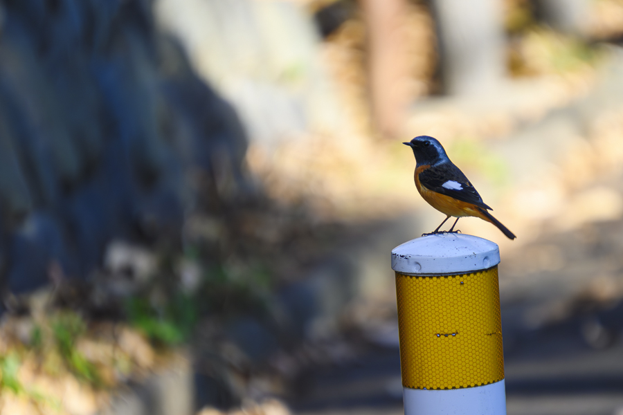 ジョウビタキ・オス_善福寺公園