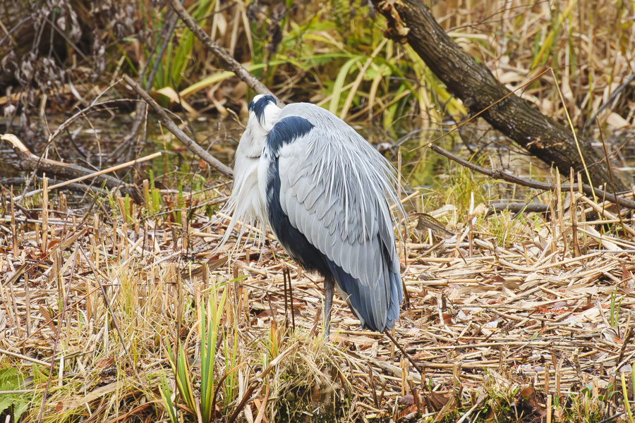 アオサギ_善福寺公園