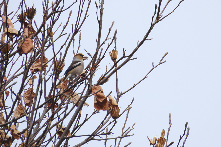 シメ・オス_善福寺公園