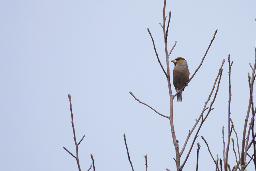 シメ_善福寺公園