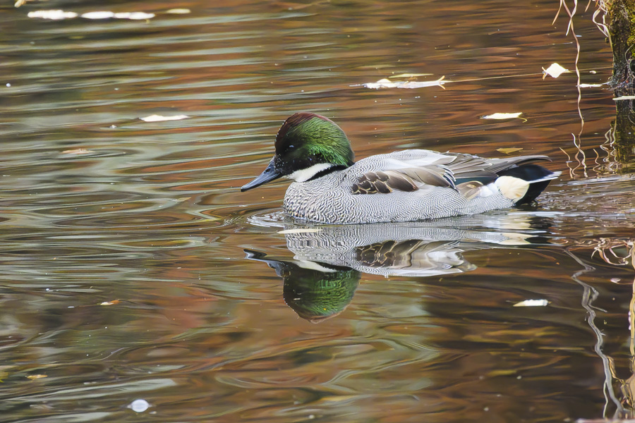 ヨシガモ・オス<エクリプス>_善福寺公園