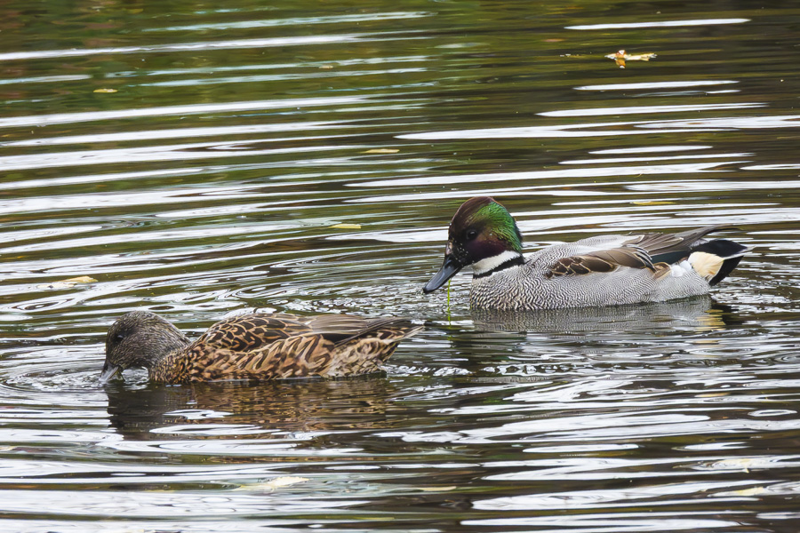 ヨシガモ・オスとメス_善福寺公園