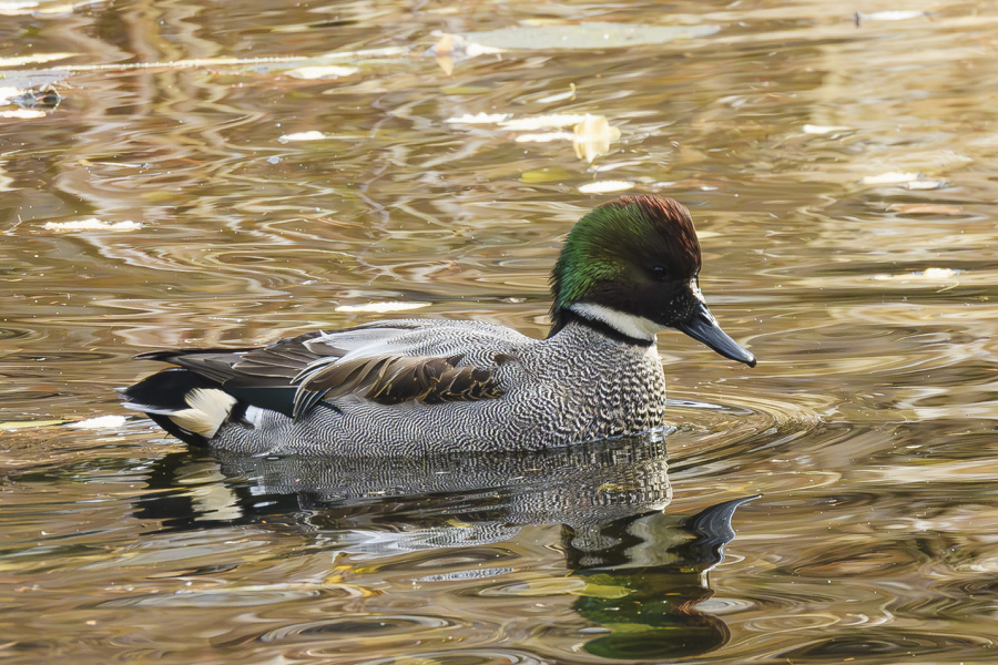 ヨシガモ・オス<エクリプス>_善福寺公園
