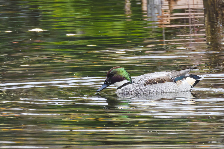 ヨシガモ・オス<エクリプス>_善福寺公園