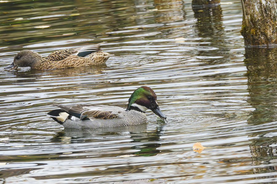 ヨシガモ・オスとメス_善福寺公園