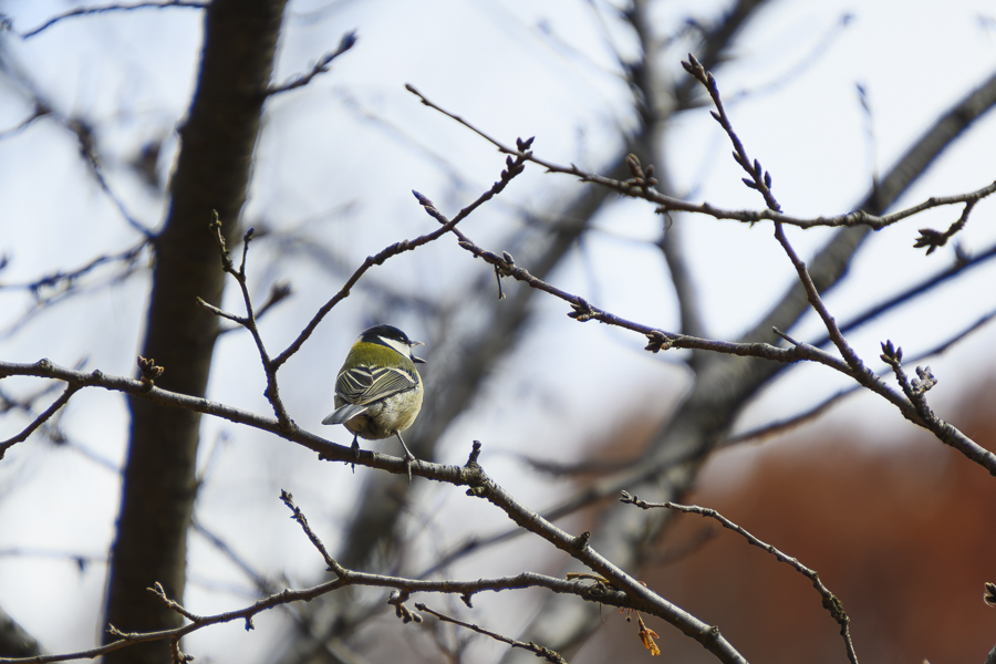 シジュウカラ_和田堀公園