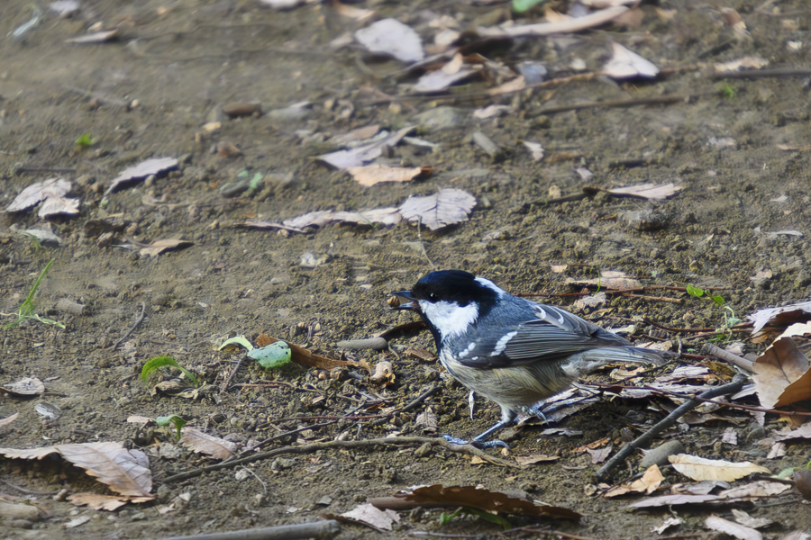 ヒガラ_和田堀公園