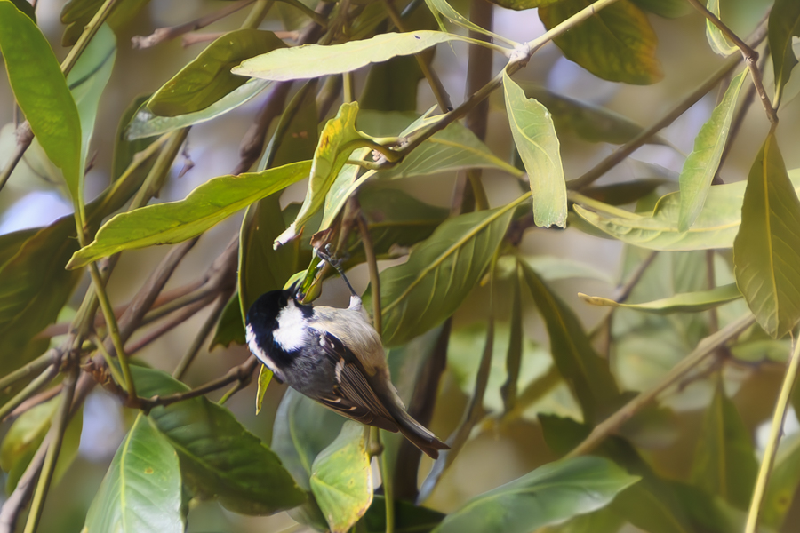 ヒガラ_和田堀公園