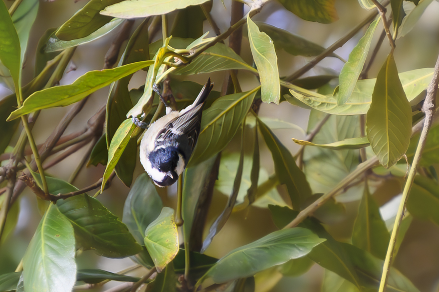 ヒガラ_和田堀公園