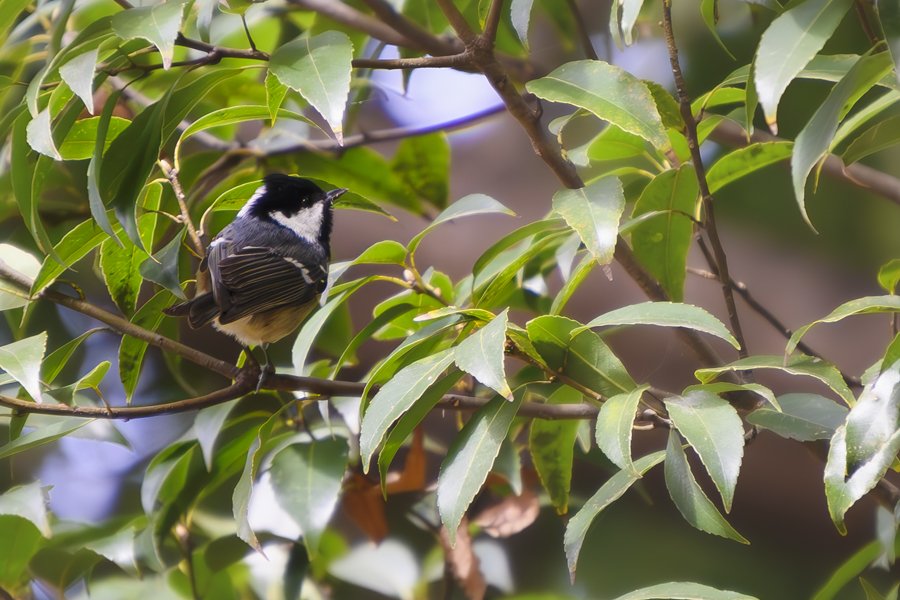 ヒガラ_和田堀公園