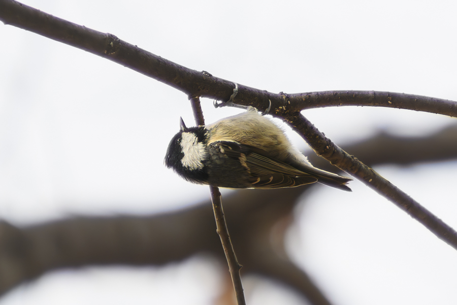 ヒガラ_和田堀公園