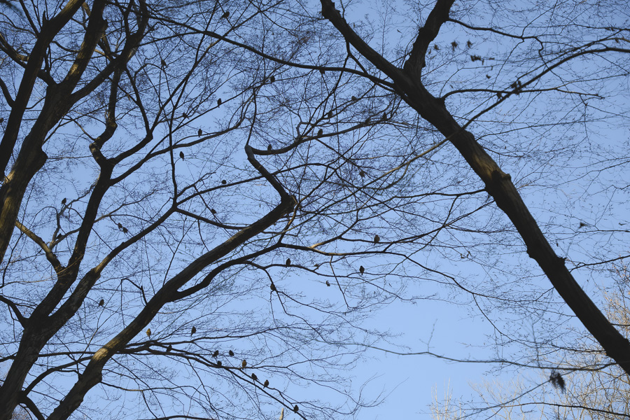カワラヒワの群れ_井の頭公園